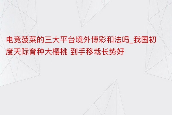 电竞菠菜的三大平台境外博彩和法吗_我国初度天际育种大樱桃 到手移栽长势好